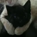 Albert Cioara profile